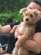 YorkiePoo Puppies for sale in Avon, OH 44011, USA. price: $700