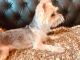 YorkiePoo Puppies for sale in Chapel Hill, NC, USA. price: NA