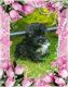 YorkiePoo Puppies for sale in Federal Way, WA, USA. price: $800