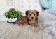 YorkiePoo Puppies for sale in Orange County, CA, USA. price: NA