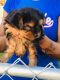 YorkiePoo Puppies for sale in Detroit, MI 48228, USA. price: NA
