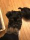 YorkiePoo Puppies for sale in Dane County, WI, USA. price: $1,200