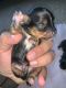 YorkiePoo Puppies for sale in Whitley City, KY 42653, USA. price: $800