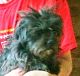YorkiePoo Puppies for sale in Prineville, OR 97754, USA. price: $250