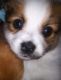 YorkiePoo Puppies for sale in Boston, MA, USA. price: $800