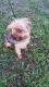 YorkiePoo Puppies for sale in Inkster, MI 48141, USA. price: NA