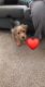 YorkiePoo Puppies for sale in Lorain, OH, USA. price: NA