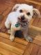 YorkiePoo Puppies for sale in White Plains, NY, USA. price: NA