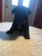YorkiePoo Puppies for sale in Whitley City, KY 42653, USA. price: NA