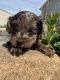 YorkiePoo Puppies for sale in North Fairfield, OH 44855, USA. price: NA