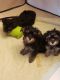 YorkiePoo Puppies for sale in Dutton, MI 49316, USA. price: NA