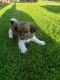 YorkiePoo Puppies for sale in Lewisville, ID 83431, USA. price: $500
