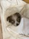 YorkiePoo Puppies for sale in The Bronx, NY, USA. price: NA