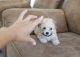 YorkiePoo Puppies for sale in Orange County, CA, USA. price: NA