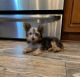 YorkiePoo Puppies for sale in Downey, CA, USA. price: $800