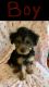 YorkiePoo Puppies for sale in Woodbridge, VA 22191, USA. price: NA