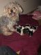 YorkiePoo Puppies for sale in 636 N Central Park Ave, Chicago, IL 60624, USA. price: NA