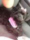 YorkiePoo Puppies for sale in Allendale, SC 29810, USA. price: $675