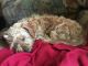 YorkiePoo Puppies for sale in WASHGTNS BRHP, VA 22443, USA. price: NA