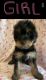 YorkiePoo Puppies for sale in Woodbridge, VA 22193, USA. price: NA