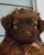 YorkiePoo Puppies for sale in Redding, CA, USA. price: NA
