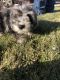 YorkiePoo Puppies for sale in Grand Junction, CO, USA. price: $1,000