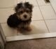 YorkiePoo Puppies for sale in Columbia, SC, USA. price: NA