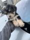 YorkiePoo Puppies for sale in City of Manassas, VA, USA. price: NA