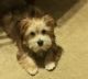 YorkiePoo Puppies for sale in Arlington, TX, USA. price: NA