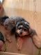 YorkiePoo Puppies for sale in 2717 Jacquelyn Ln, Waukegan, IL 60087, USA. price: NA