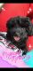 YorkiePoo Puppies for sale in Wimauma, FL 33598, USA. price: $350