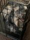 YorkiePoo Puppies for sale in Laurel, MD, USA. price: $400