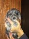 YorkiePoo Puppies for sale in Gilbert, MN, USA. price: NA