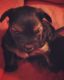 YorkiePoo Puppies for sale in Lincoln Park, MI 48146, USA. price: $600