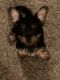 YorkiePoo Puppies for sale in Baton Rouge, LA, USA. price: $800