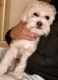 YorkiePoo Puppies for sale in Copperas Cove, TX 76522, USA. price: $150