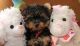 YorkiePoo Puppies for sale in 114-34 121st St, Jamaica, NY 11420, USA. price: NA