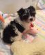 YorkiePoo Puppies for sale in 114-34 121st St, Jamaica, NY 11420, USA. price: NA