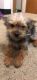 YorkiePoo Puppies for sale in Waterbury, CT, USA. price: $400