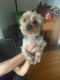 YorkiePoo Puppies for sale in 715 Westmoreland Ave, Waukegan, IL 60085, USA. price: NA