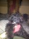 YorkiePoo Puppies for sale in Lawrence County, PA, USA. price: NA