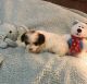 YorkiePoo Puppies for sale in Benson, NC 27504, USA. price: NA