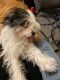 YorkiePoo Puppies for sale in Essexville, MI 48732, USA. price: $350