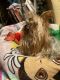 YorkiePoo Puppies for sale in Allentown, PA 18102, USA. price: NA