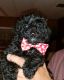 YorkiePoo Puppies for sale in Frostproof, FL 33843, USA. price: NA