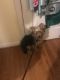YorkiePoo Puppies for sale in 13317 Old Fort Rd, Fort Washington, MD 20744, USA. price: $700