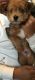 YorkiePoo Puppies for sale in NORTH PRINCE GEORGE, VA 23860, USA. price: NA
