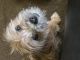 YorkiePoo Puppies for sale in Hartford, CT, USA. price: NA