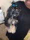 YorkiePoo Puppies for sale in Irving, TX, USA. price: NA