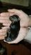 YorkiePoo Puppies for sale in Snow Hill, NC 28580, USA. price: $700